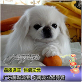 出售纯种北京京巴幼犬赛级宫廷犬超可爱长不大雪白的宠物狗狗