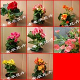 重瓣玫瑰海棠花苗盆栽，丽格海棠盆栽当年开花 8种花色带花苞发货