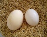 30枚土鸡蛋种蛋山鸡受精蛋野鸡种蛋野鸡受精蛋孔雀蓝野鸡种蛋