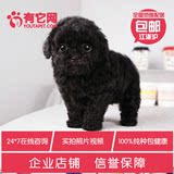 有它网出售茶杯宠物狗灰色红玩具活体泰迪狗巨型贵宾纯种幼犬25