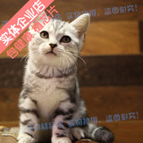宠物猫美短活体 美国短毛猫 银虎斑纹猫咪宝宝重庆实体店包健康
