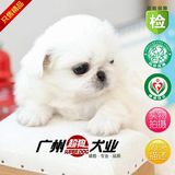 只售精品 纯种北京犬京巴犬幼犬 出售狮子狗宠物狗欢迎来狗场选购