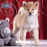 日本柴犬纯种幼犬出售 适合家养宠物狗小型犬狗狗体型标准可上门