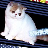 美国CFA猫舍*纯种加菲猫宠物*异国短毛猫 活体宠物猫 幼猫 红小胖