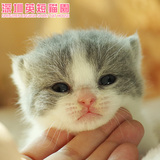 【猫婶家】深圳英短猫园纯种蓝白英国短毛猫Female（已被预订)