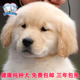 美国双血统黄金猎犬宠物狗 纯种金毛犬幼犬出售狗狗保健康