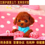 泰迪犬纯种茶杯幼犬出售棕色家养超小活体袖珍贵宾宠物狗狗