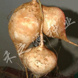 【牧马山地瓜种子】早熟的品种 水果地瓜 沙葛凉薯土瓜 10粒