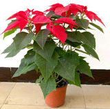 盆栽圣诞花红色 向阳红、一品红苗、猩猩红雁来红 象牙红老来娇.