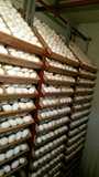 大种白鹅种蛋纯种皖西白鹅种蛋自己可孵化的大种鹅受精蛋