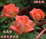 庭院绿植花卉盆栽 红玫瑰花苗 卡罗拉 黄玫瑰苗 5年苗 当年开花