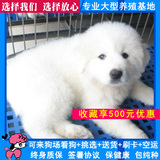 纯种大白熊犬幼犬出售 家养活体宠物狗狗 长毛巨型犬 上门送货59