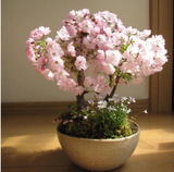 进口日本樱花种子 花卉苗木 多品种选择