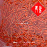 热带观赏鱼活体 红斑马鱼活体 渔场批发12元100条 赔钱卖 饲料鱼