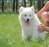 出售纯种雪白色纯种澳版萨摩耶幼犬/宠物狗狗/赛级微笑天使雪橇犬