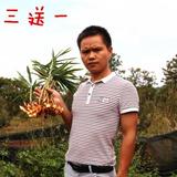 云南农家自种小黄姜500g 新鲜生姜老姜原始点 月子姜土姜蔬菜调料