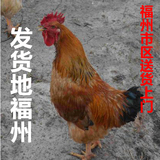农家散养土鸡农村公鸡大公鸡母鸡现杀新鲜土公鸡营养原生态鸡空运
