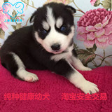 上海出售纯种哈士奇幼犬/蓝眼哈士奇雪橇犬中型犬/宠物狗三把火aa