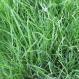 紫羊茅草种子美国进口草坪种子草皮植物花草籽批发