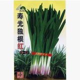 山东寿光蔬菜种子独根红韭菜种子（9-1）寿光最好的韭菜种子