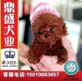 纯种泰迪幼犬出售茶杯棕色灰色泰迪犬超小型玩具迷你贵宾宠物狗T1