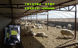 干撒式生态发酵床养羊菌种 科学环保养羊技术 羊舍发酵剂厂家直供