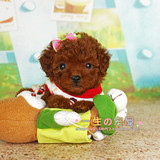 【一生の宠屋】红泰迪幼犬活体出售 宠物狗泰迪狗家养 纯种贵宾犬