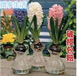 花卉风信子花瓶盆 绿萝瓶 透明玻璃花瓶 批发水培种植器皿盆景瓶