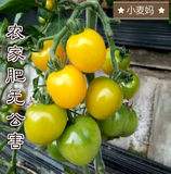 新鲜水果同城包邮圣女果 台湾小柿子小番茄孕妇儿童老人水果