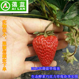 【蔼蓝】蓝灵儿农业 生态酵素草莓 新鲜水果草莓  双流合江冬草莓
