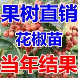 食用花椒树苗批发正宗四川大红袍青花椒盆栽包成活特价热卖中！