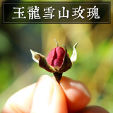 [云记]云南丽江金边玫瑰花蕾50g 玉龙雪山纯天然特级玫瑰花茶包邮