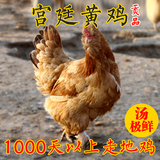 煲汤极鲜！1000天多北京油鸡土鸡 老母鸡 农家散养  2-3斤 包邮