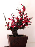 红梅花树苗造型盆景腊梅骨里红树桩盆景