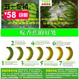 广西南宁坛洛香蕉新鲜水果无催熟剂保鲜剂农家自种非米蕉粉蕉 3斤