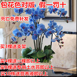 [转卖]蝴蝶兰花苗 盆栽花卉套餐 当年开花带盆发货  室内花