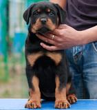 促 精品 纯种 罗威纳 犬 幼犬 出售 宠物狗 巨型 家养 健康支付宝