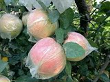 【预售】大沙河红富士苹果非山东省烟台陕西阿克苏新鲜水果10斤装