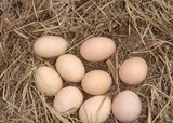 湖南衡阳农家散养新鲜土鸡蛋 吃杂粮菜类柴鸡蛋笨鸡蛋不喂饲料