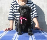 宠物狗拉布拉多幼犬出售 拉多神犬小七 赛级纯种拉布拉多出售