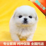 北京犬舍保障配种特价出售纯种京巴宠物狗哈巴狗幼犬北京可送到家