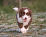 出售温州家养阿拉斯加幼犬宝宝可上门看狗狗/保证纯种健康