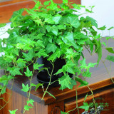一盆包邮常春藤吊兰植物盆栽 花卉除90%苯净化空气吸甲醛室内绿植