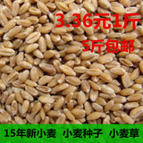 2015年新小麦粒 食用农家小麦 发小麦苗榨汁 猫草种子 麦子 500g