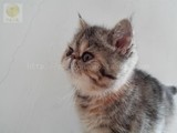 宠物猫咪/幼猫/纯种玳瑁山猫重点色异国短毛加菲猫MM