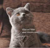 【FEB】CFA注册 赛级 蓝猫 英国短毛猫 英短公猫【上海新家】