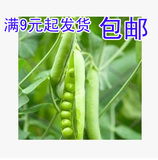 甜豌豆种子 阳台种菜 蔬菜籽 豆角 秋播 阳台种植 20粒 满9包邮
