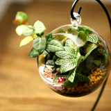 苔藓微景观生态瓶吊瓶DIY小盆栽创意迷你办公室植物盆栽龙猫摆件
