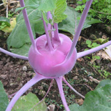 秋季蔬菜种子 阳台盆栽蔬菜种子 球茎甘蓝种子 水果紫苤兰种子
