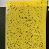 黄色的双面粘虫板PVC板 诱虫板 杀虫板 粘虫黄板 物理灭虫无毒